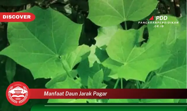 manfaat daun jarak pagar