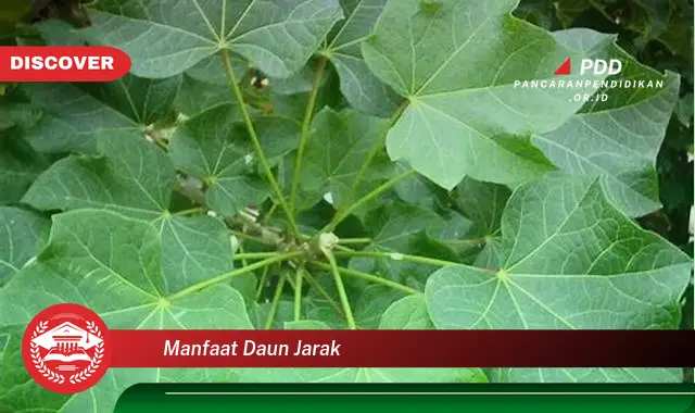 manfaat daun jarak