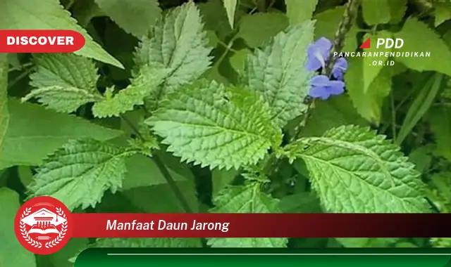 manfaat daun jarong