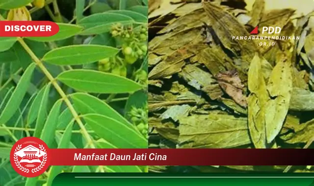 manfaat daun jati cina