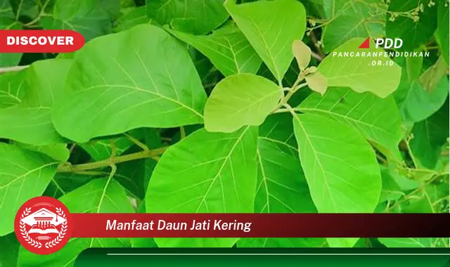 manfaat daun jati kering