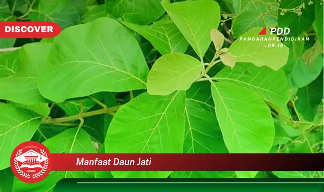 manfaat daun jati