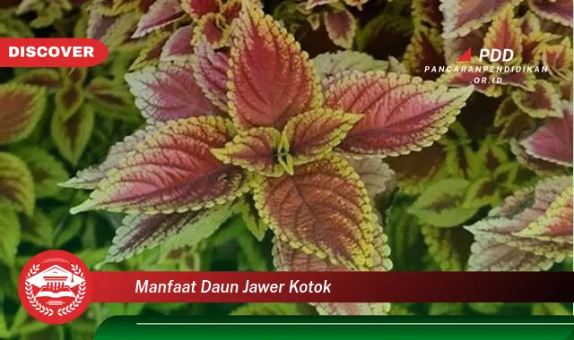 manfaat daun jawer kotok