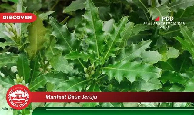 manfaat daun jeruju