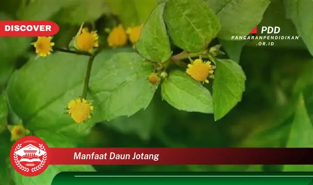 manfaat daun jotang