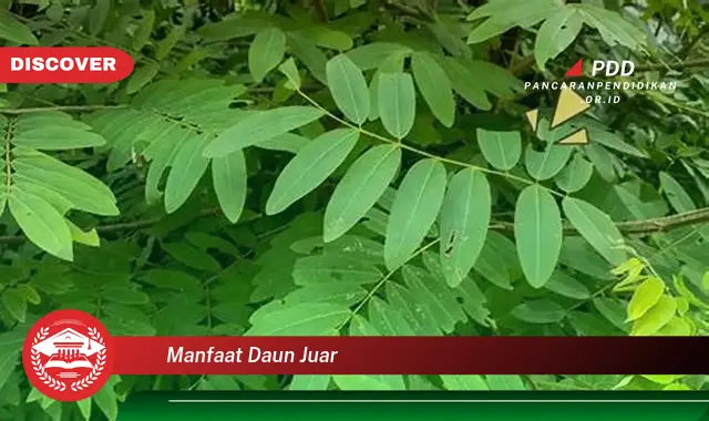 manfaat daun juar