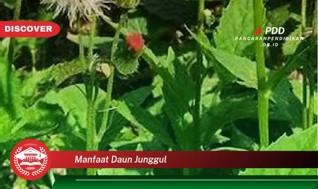 manfaat daun junggul