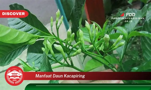 manfaat daun kacapiring