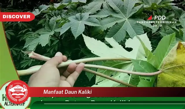 manfaat daun kaliki