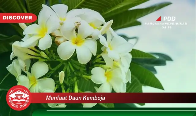 manfaat daun kamboja