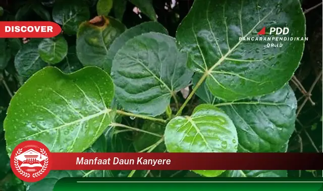 manfaat daun kanyere