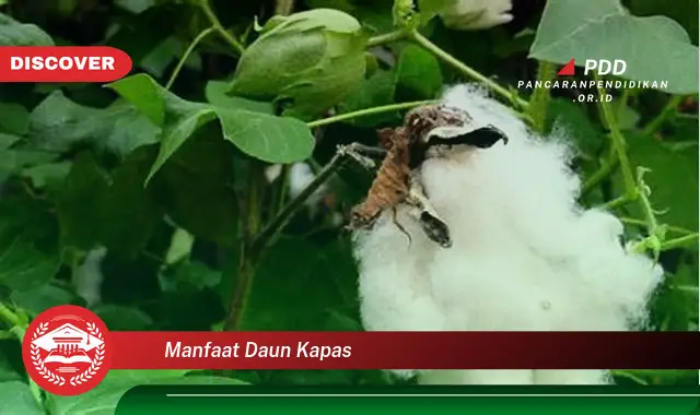 manfaat daun kapas