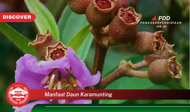 manfaat daun karamunting