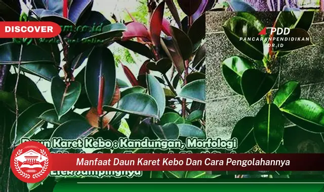 Bikin Penasaran, Inilah 30 Manfaat Daun Karet Kebo yang Wajib Diketahui