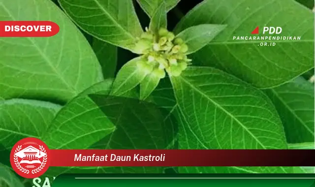 manfaat daun kastroli