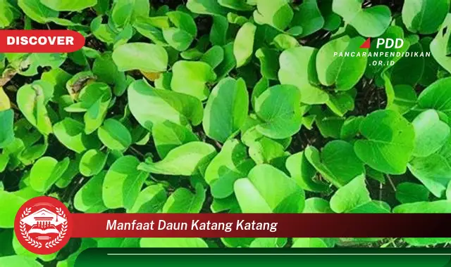 manfaat daun katang katang