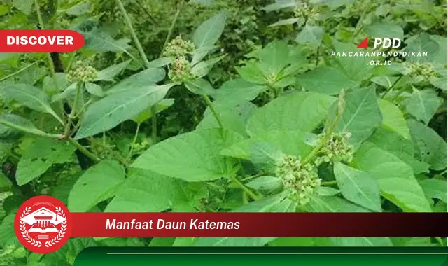 manfaat daun katemas