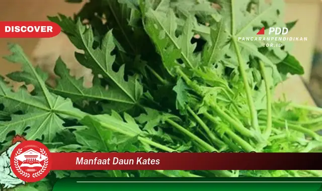 manfaat daun kates