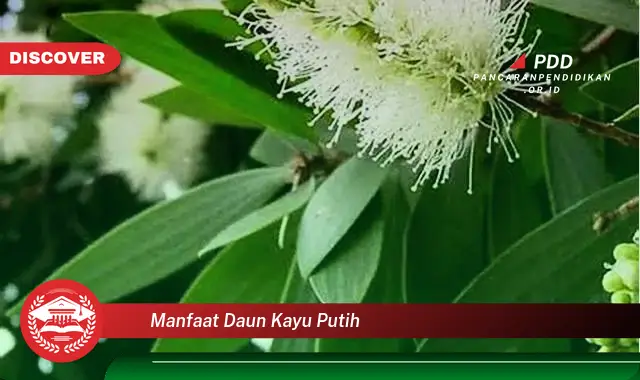 manfaat daun kayu putih