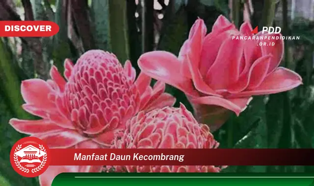 manfaat daun kecombrang