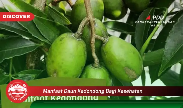 manfaat daun kedondong bagi kesehatan