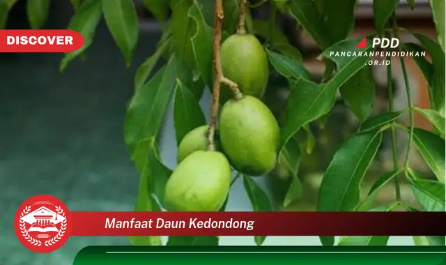 manfaat daun kedondong