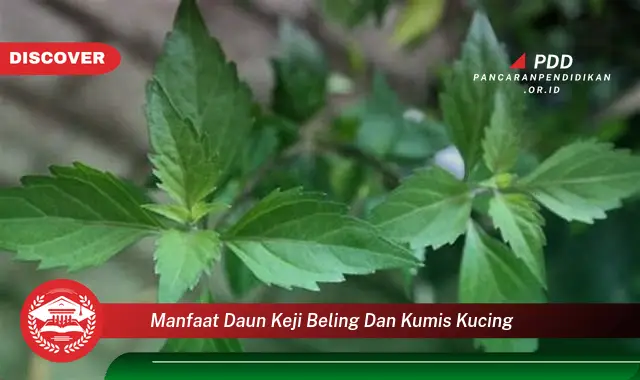 manfaat daun keji beling dan kumis kucing