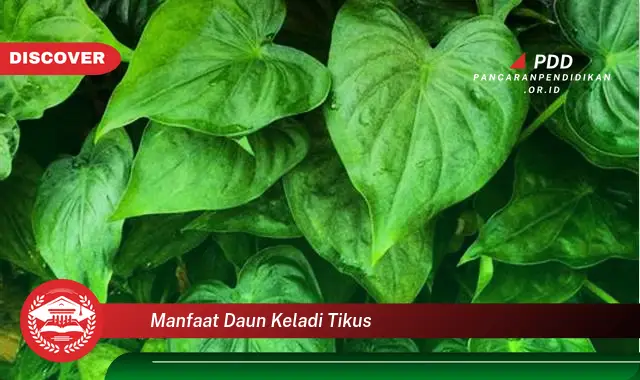 manfaat daun keladi tikus