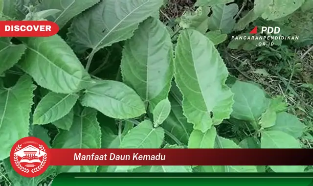 manfaat daun kemadu