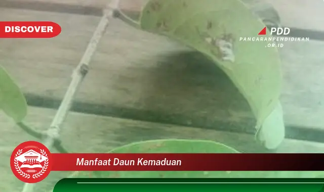 manfaat daun kemaduan