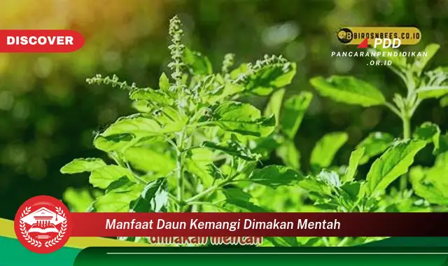 10 Manfaat Daun Kemangi Dimakan Mentah yang Bikin Kamu Penasaran