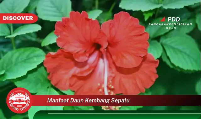 manfaat daun kembang sepatu