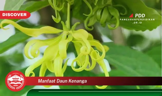 manfaat daun kenanga