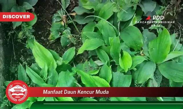 manfaat daun kencur muda