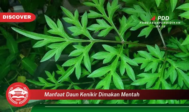 manfaat daun kenikir dimakan mentah