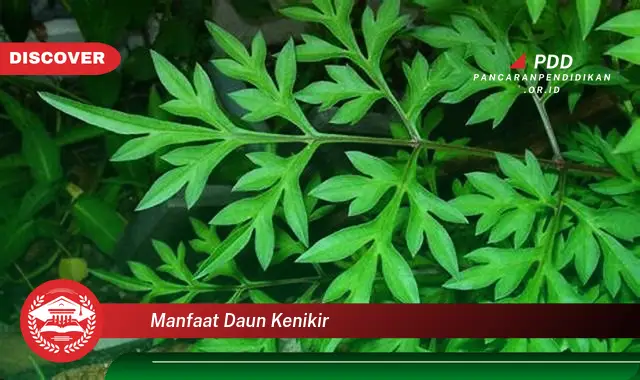 manfaat daun kenikir