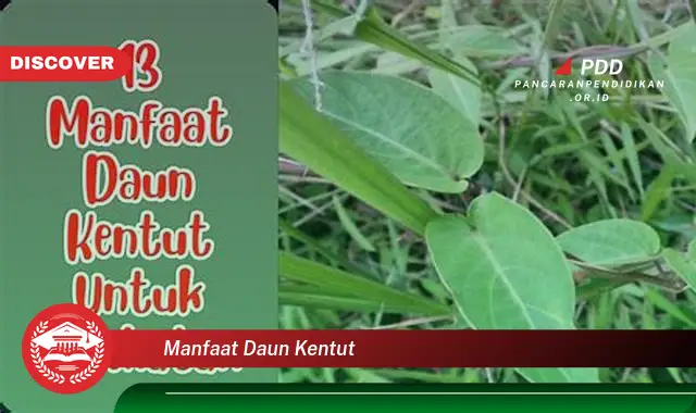 manfaat daun kentut