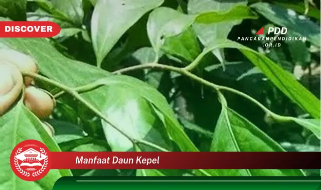 manfaat daun kepel