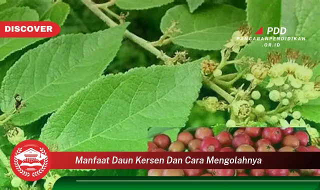 manfaat daun kersen dan cara mengolahnya