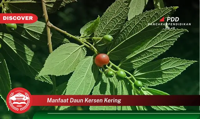 manfaat daun kersen kering