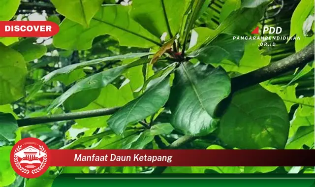 manfaat daun ketapang