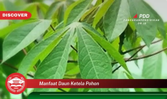manfaat daun ketela pohon