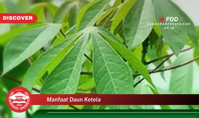 manfaat daun ketela