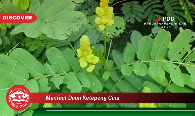 manfaat daun ketepeng cina