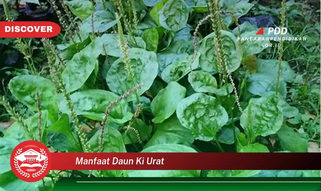 manfaat daun ki urat