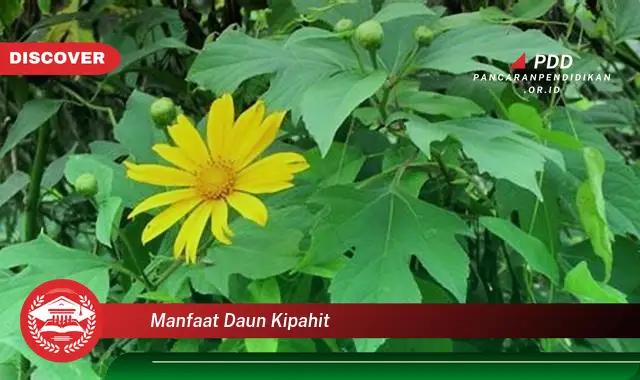 manfaat daun kipahit