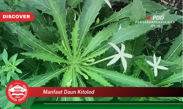 manfaat daun kitolod