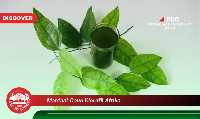 manfaat daun klorofil afrika