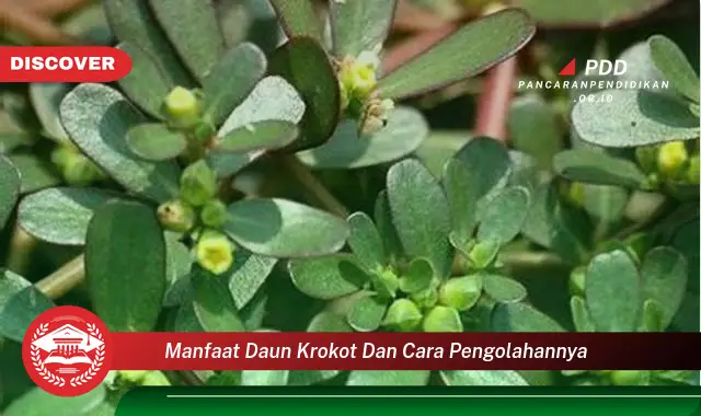 manfaat daun krokot dan cara pengolahannya