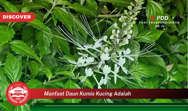 manfaat daun kumis kucing adalah